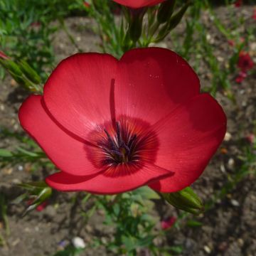 Somapellava Rubrum (siemenet)