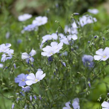 Sinipellava (siemenet) - Linum perenne