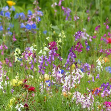 Marokonkannusruoho Fairy Bouquet mix (siemenet)