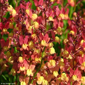 Marokonkannusruoho Licilia Peach (siemenet)