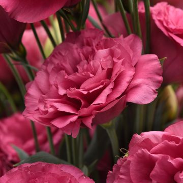 Lisianthus grandiflorum Can Can Carmine Rose