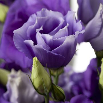 Preeriaeustoma Cessna Blue III F1 (pilleröidyt siemenet)