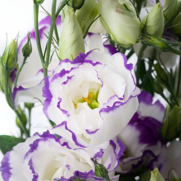 Preeriaeustoma Cessna Blue Picotee III F1 (pilleröidyt siemenet)