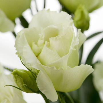 Preeriaeustoma Cessna Green III F1 (pilleröidyt siemenet)
