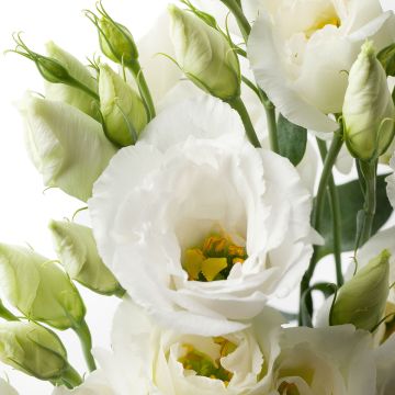 Preeriaeustoma Cessna Pure White III F1 (pilleröidyt siemenet)