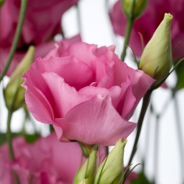 Preeriaeustoma Cessna Rose III F1 (pilleröidyt siemenet)
