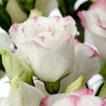 Preeriaeustoma Cessna Rose Picotee III F1 (pilleröidyt siemenet)