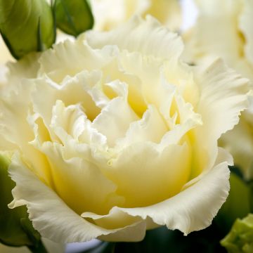 Preeriaeustoma Cessna Yellow III F1 (pilleröidyt siemenet)