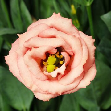 Preeriaeustoma LisAdora Apricot III F1 (pilleröidyt siemenet)