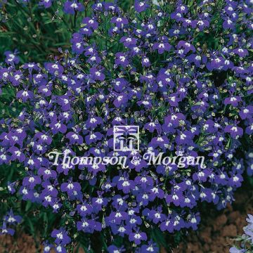 Sinilobelia Mrs. Clibran Improved (siemenet)