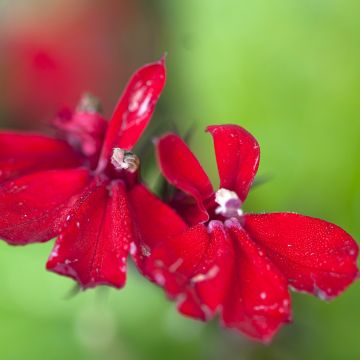 Tarhalobelia Queen Victoria (siemenet)