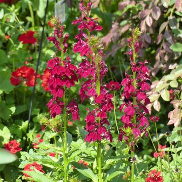 Tarhalobelia Fan Burgundy (siemenet)