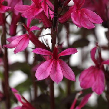 Tarhalobelia Starship Rose (siemenet)