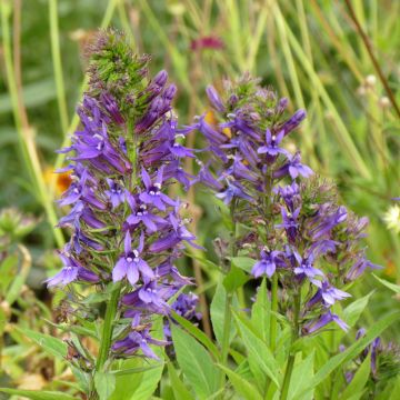Tarhalobelia Vedrariensis (siemenet)