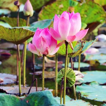 Intianlootus (siemenet) - Nelumbo nucifera