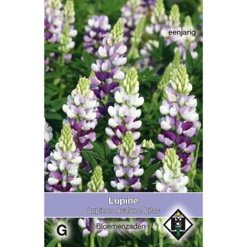 Komealupiini Avalune Lilac (siemenet)