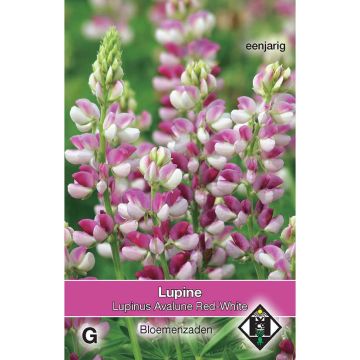 Komealupiini Avalune Red-White (siemenet)