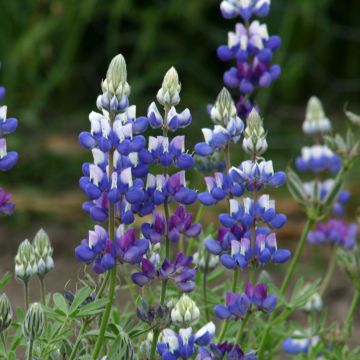 Komealupiini (siemenet) - Lupinus nanus