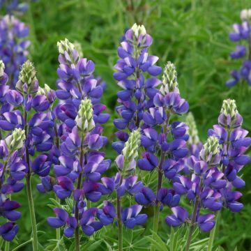 Komealupiini Avalune Blue (siemenet)