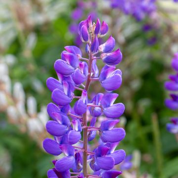 Komealupiini (siemenet) - Lupinus perennis