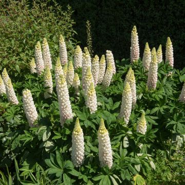 Komealupiini Russell Hybrids Noble Maiden (siemenet)