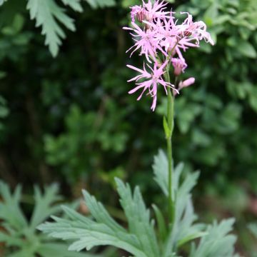 Käenkukka (siemenet) - Lychnis flos-cuculi