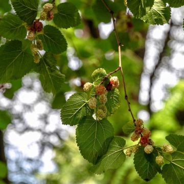 Valkomulperi (siemenet) - Morus alba