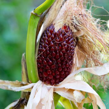 Maissi Fraise (siemenet)