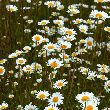 Päivänkakkara luomu (siemenet) - Leucanthemum vulgare