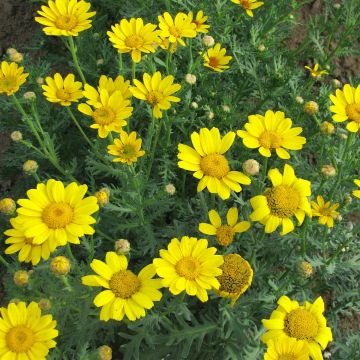 Keltasuvikakkara (siemenet) - Chrysanthemum segetum