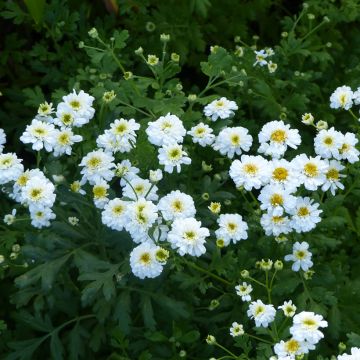 Reunuspietaryrtti Tetra White Wonder (siemenet)