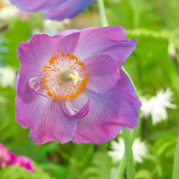 Sinivaleunikko Hensol Violet (siemenet)