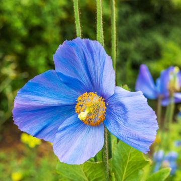 Isovaleunikko (siemenet) - Meconopsis grandis