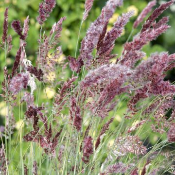Melinis nerviglumis Karoo Queen (siemenet)