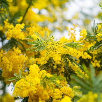 Hopea-akaasia (siemenet) - Acacia dealbata