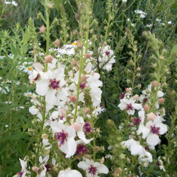 Perhotulikukka Albiflorum (siemenet)