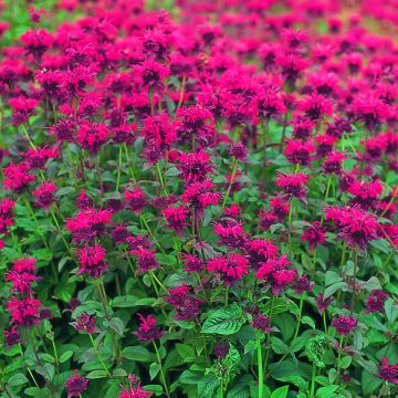 Punaväriminttu Red Shades (siemenet)