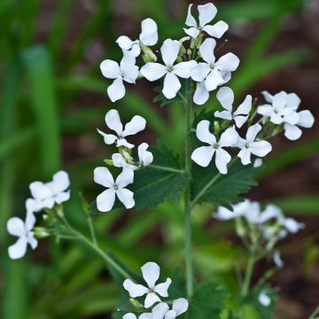 Kesäkuuruoho Alba (siemenet)