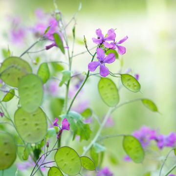 Kesäkuuruoho (siemenet) - Lunaria annua