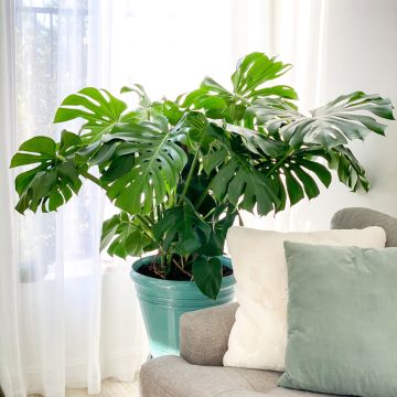 Jättipeikonlehti (siemenet) - Monstera deliciosa