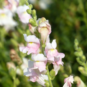 Leijonankita Appleblossom (siemenet)