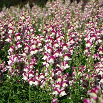 Leijonankita Cherry Twist (siemenet)