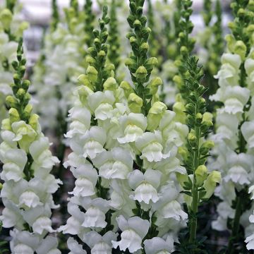 Leijonankita Fresh White (siemenet)