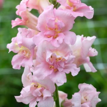 Leijonankita Madame Butterfly F1 Pink (siemenet)