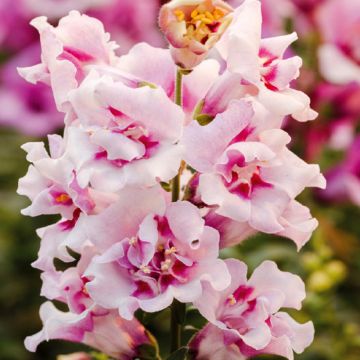 Leijonankita Twinny Orchid F1 (siemenet)