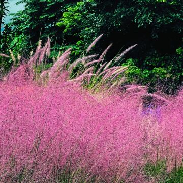 Muhlenbergia capillaris Ruby (siemenet)