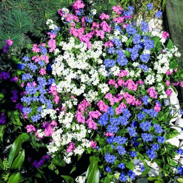 Puistolemmikki Sylva Mix (siemenet)