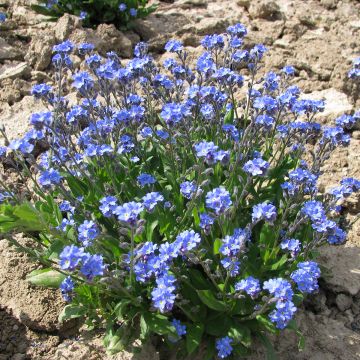 Puistolemmikki Ultramarine (siemenet)