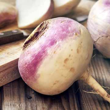 Lanttu Purple Top Milan (siemenet)