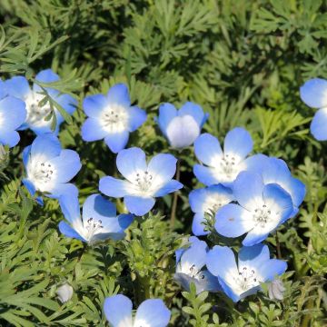 Sinisievikki Baby blue eyes (siemenet)